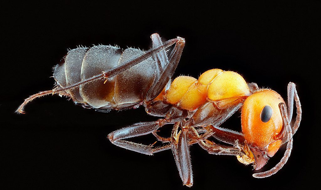 Ant Control service in Pearland, TX