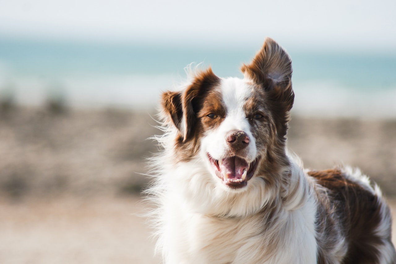Flea & Tick Control service in Pearland, TX