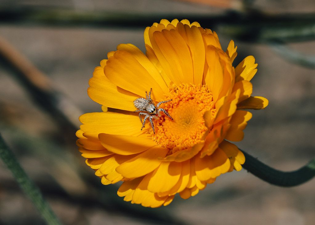 Spider Control service in Pearland, TX
